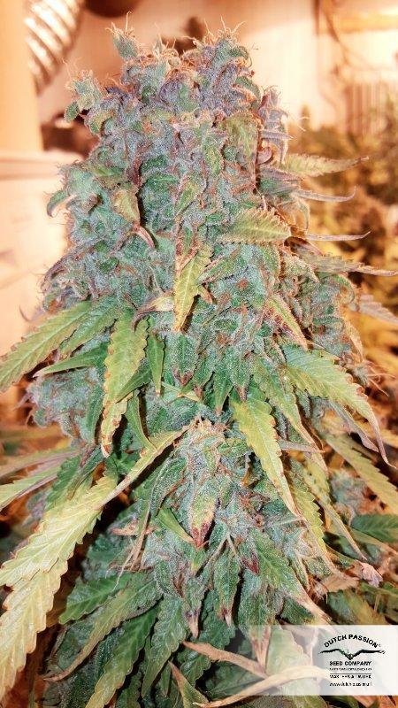 Dutch Passion - Think Big (auto/fem.)