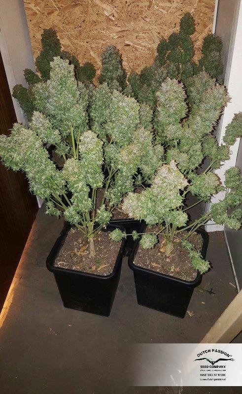 Dutch Passion - Think Big (auto/fem.)