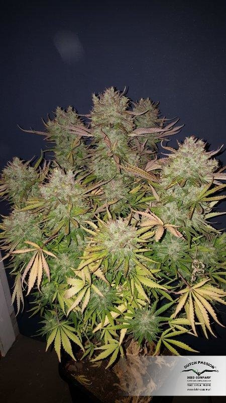 Dutch Passion - Think Big (auto/fem.)