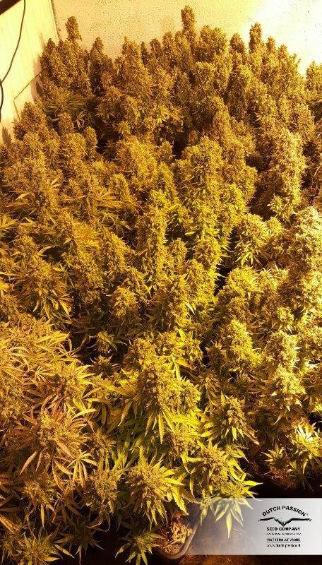Dutch Passion - Think Big (auto/fem.)