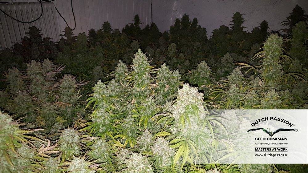 Dutch Passion - Think Big (auto/fem.)