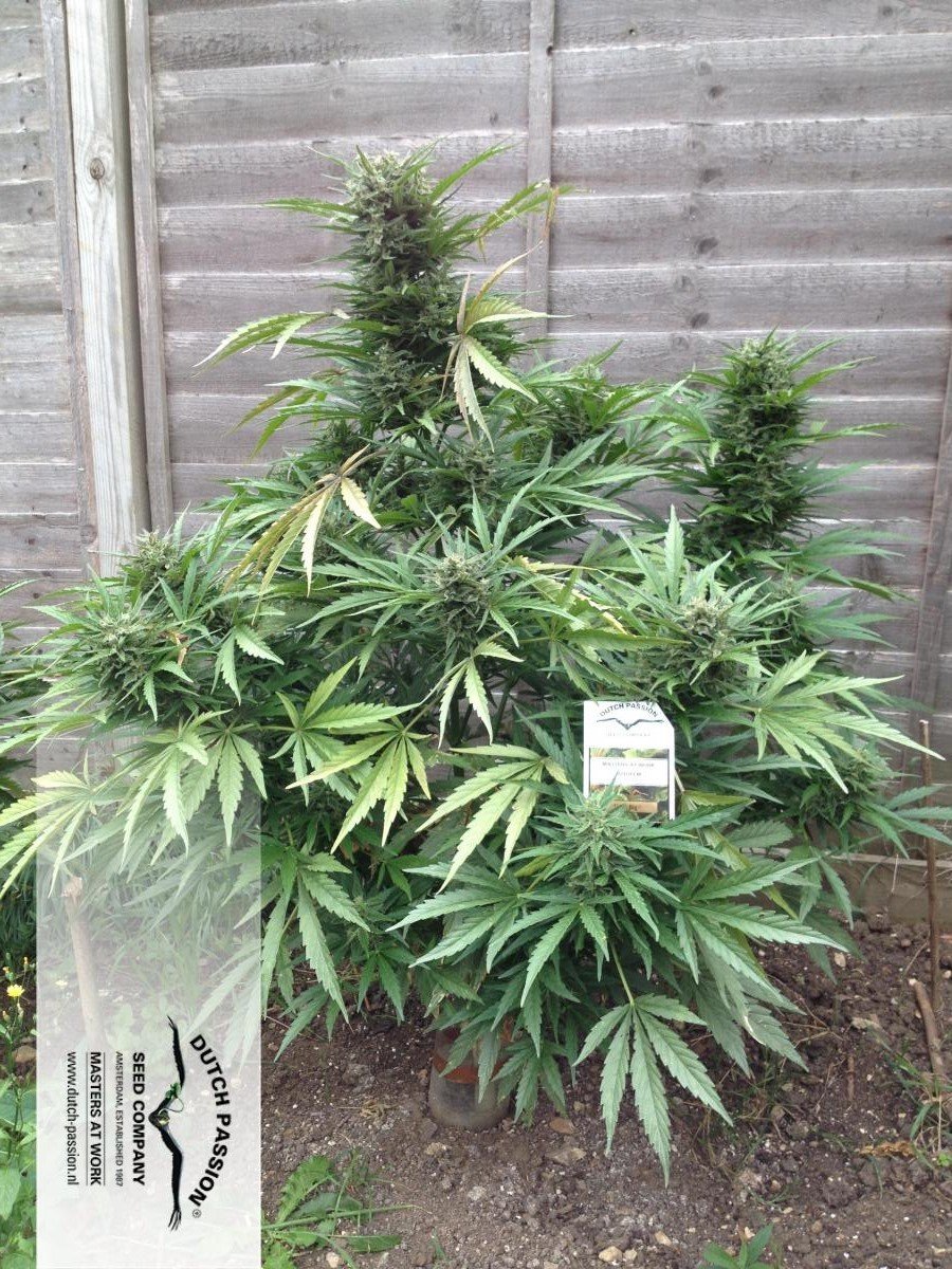 Dutch Passion - Think Big (auto/fem.)