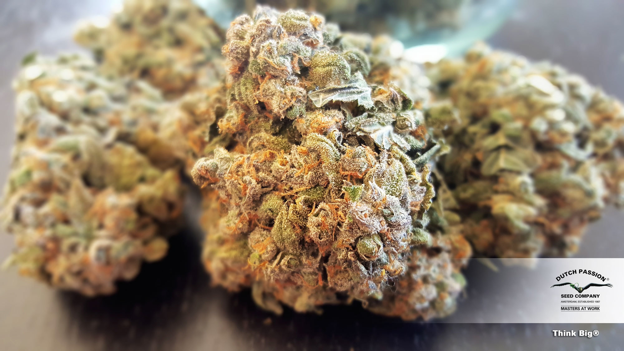 Dutch Passion - Think Big (auto/fem.)