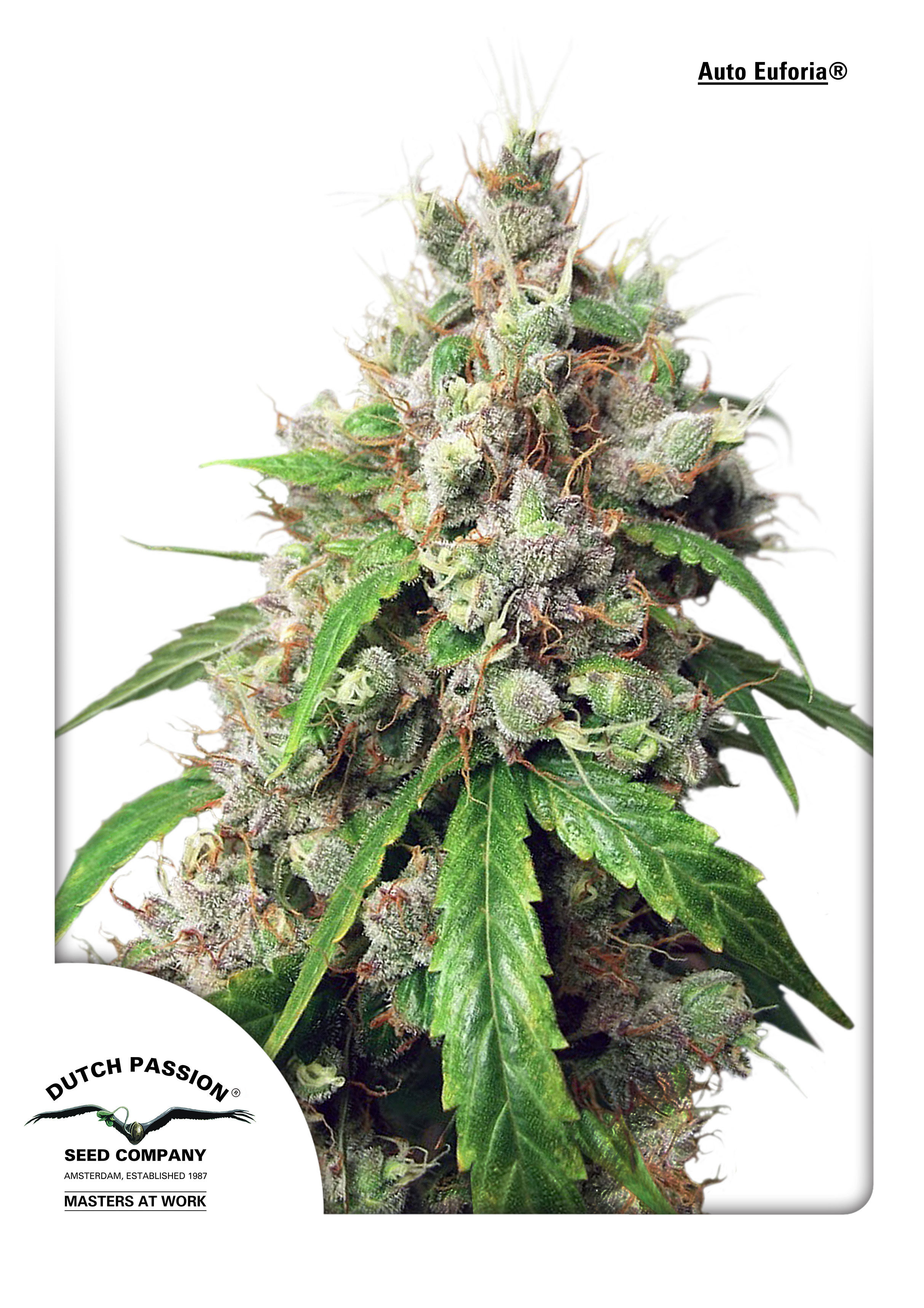 Dutch Passion - Auto Euforia (auto/fem.)