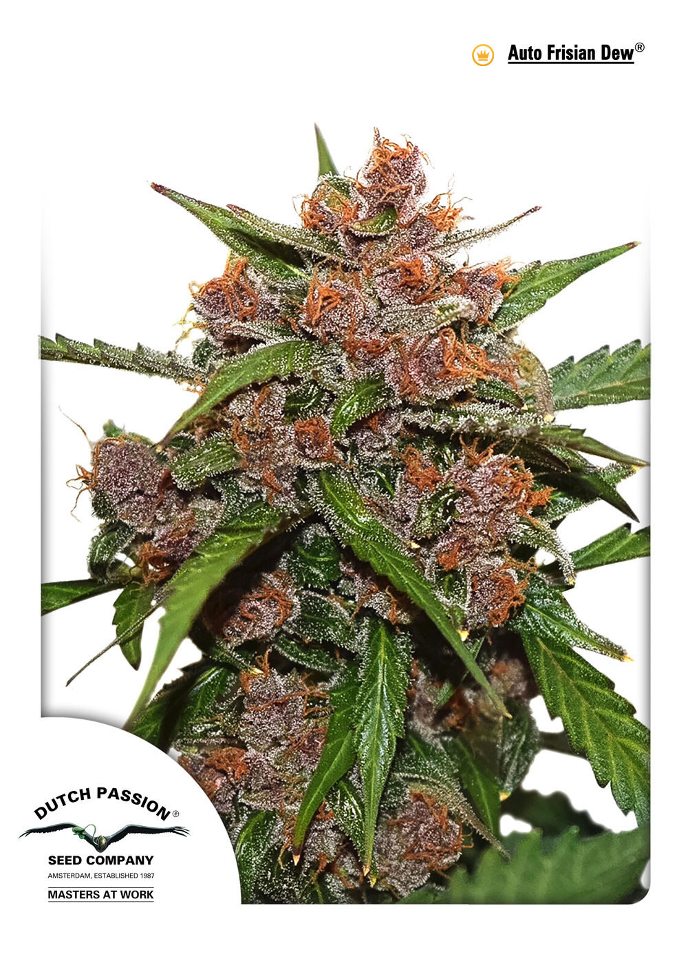 Dutch Passion - Auto Frisian Dew (auto/fem.)