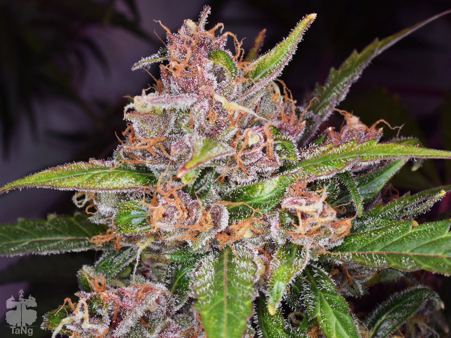 Dutch Passion - Auto Frisian Dew (auto/fem.)