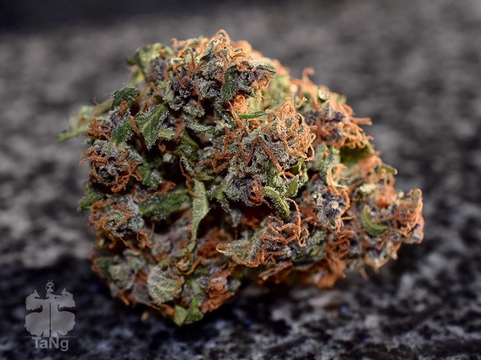 Dutch Passion - Auto Frisian Dew (auto/fem.)
