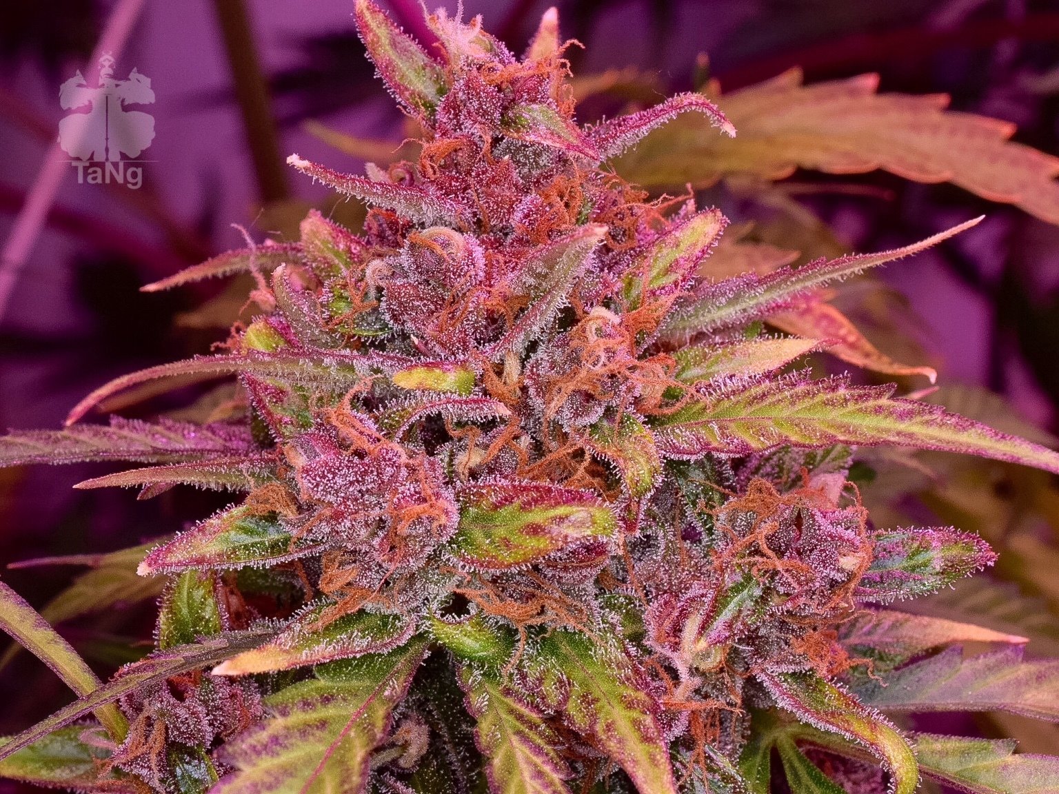 Dutch Passion - Auto Frisian Dew (auto/fem.)
