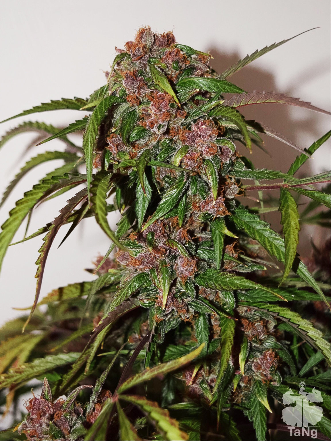 Dutch Passion - Auto Frisian Dew (auto/fem.)