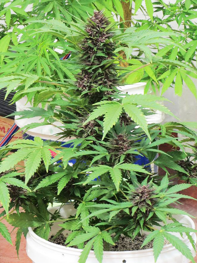 Dutch Passion - Auto Frisian Dew (auto/fem.)