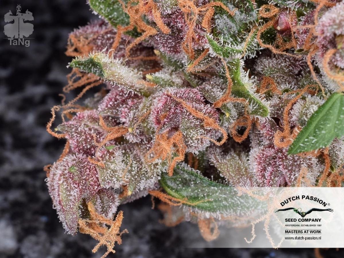 Dutch Passion - Auto Frisian Dew (auto/fem.)