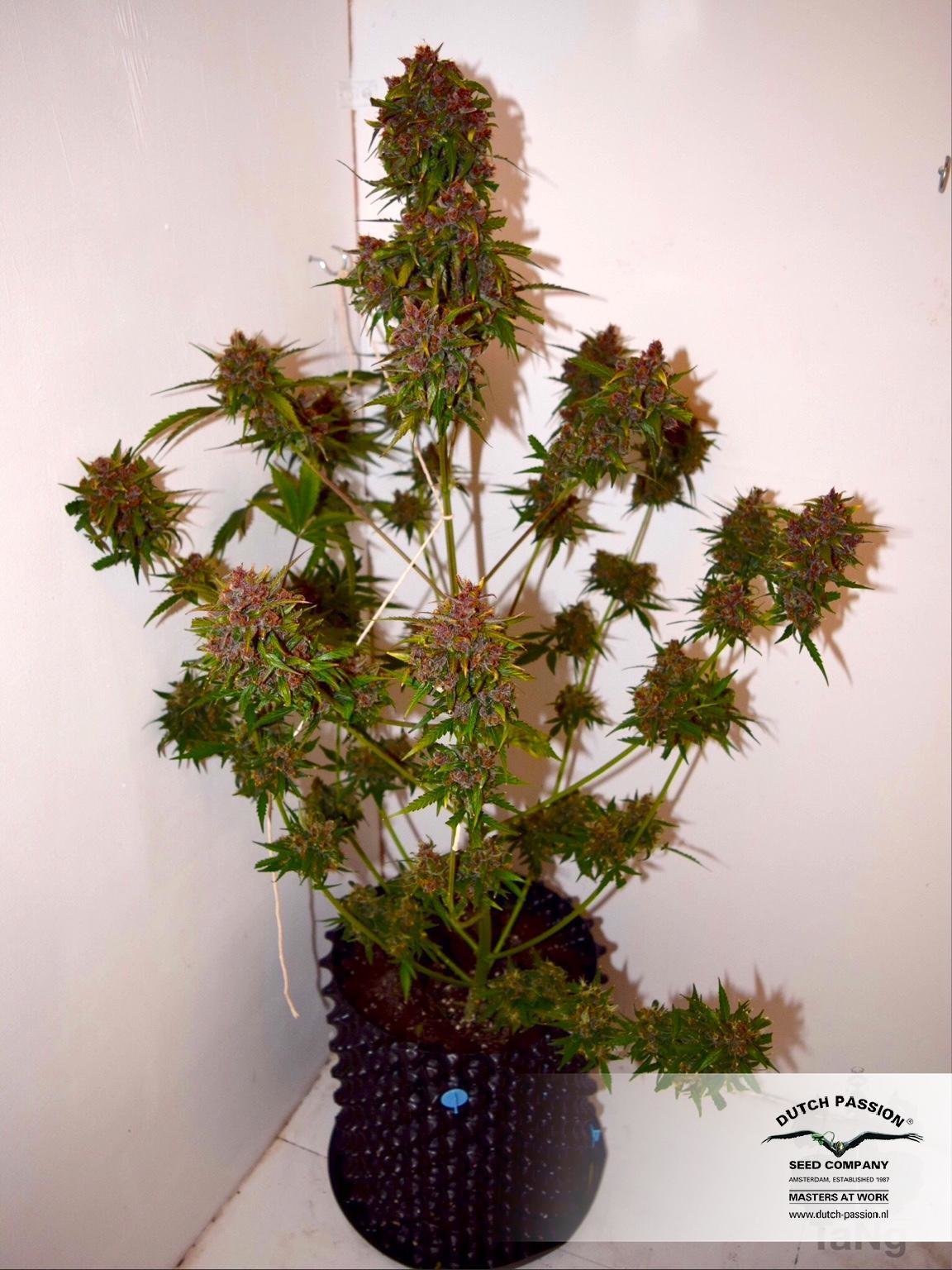 Dutch Passion - Auto Frisian Dew (auto/fem.)