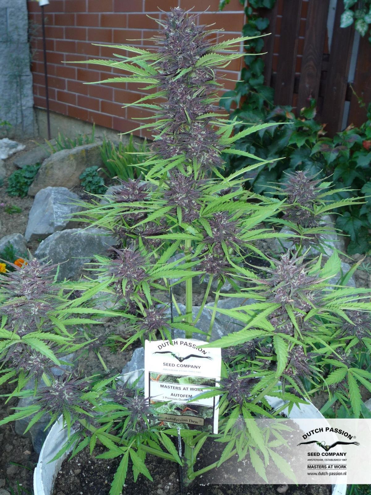 Dutch Passion - Auto Frisian Dew (auto/fem.)