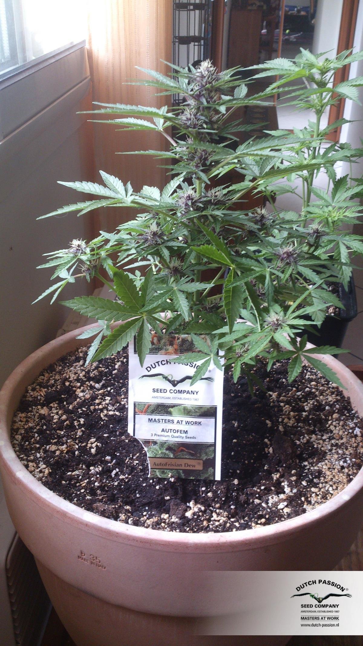 Dutch Passion - Auto Frisian Dew (auto/fem.)