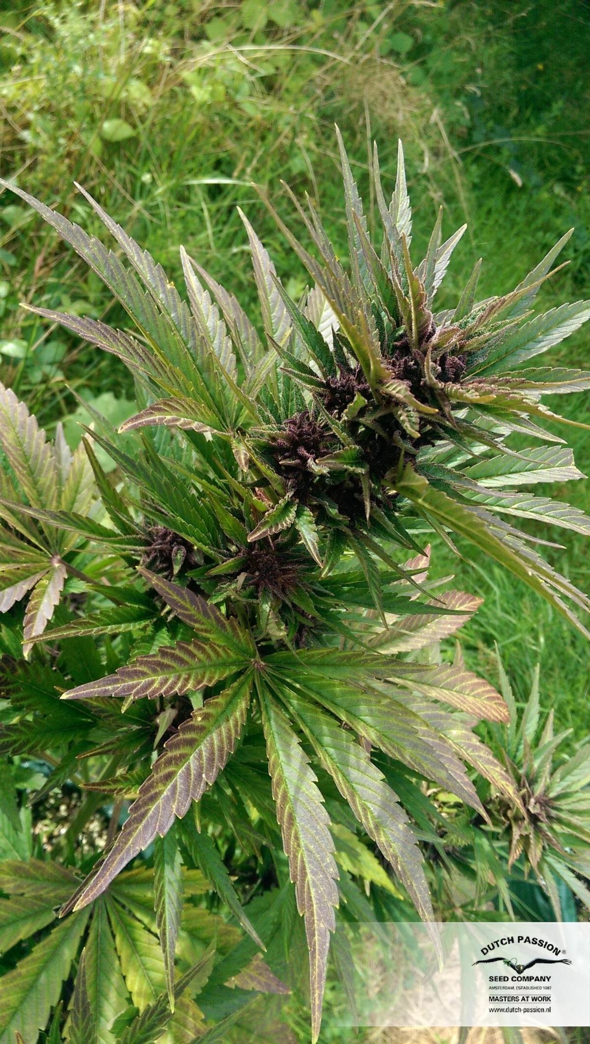 Dutch Passion - Auto Frisian Dew (auto/fem.)