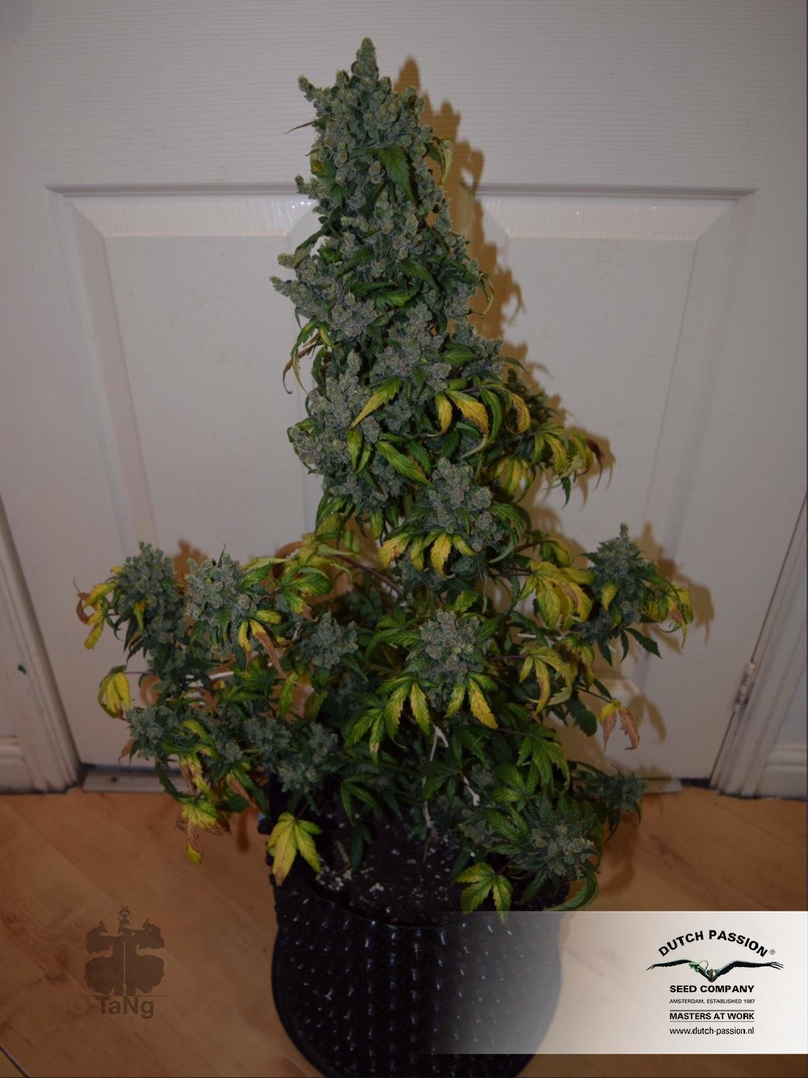 Dutch Passion - Auto Night Queen (auto/fem.)