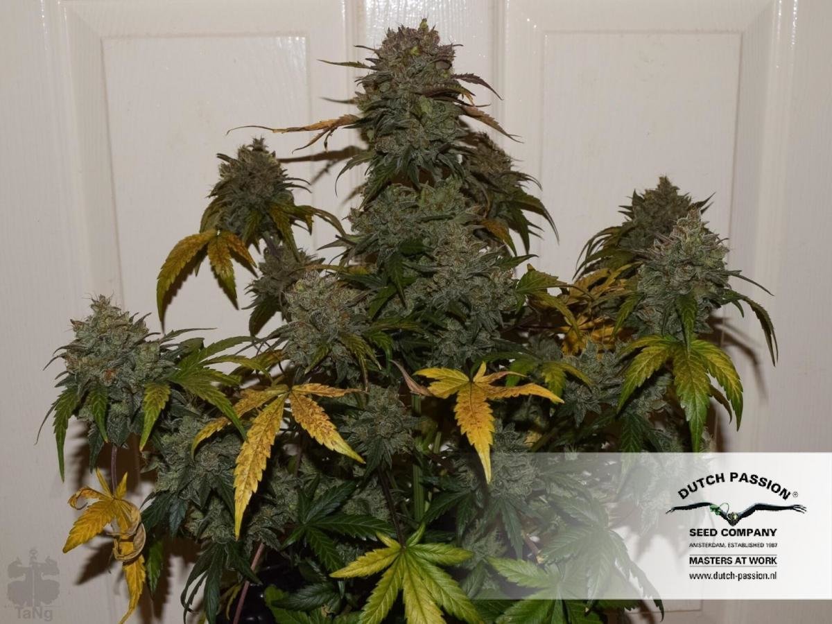 Dutch Passion - Auto Night Queen (auto/fem.)