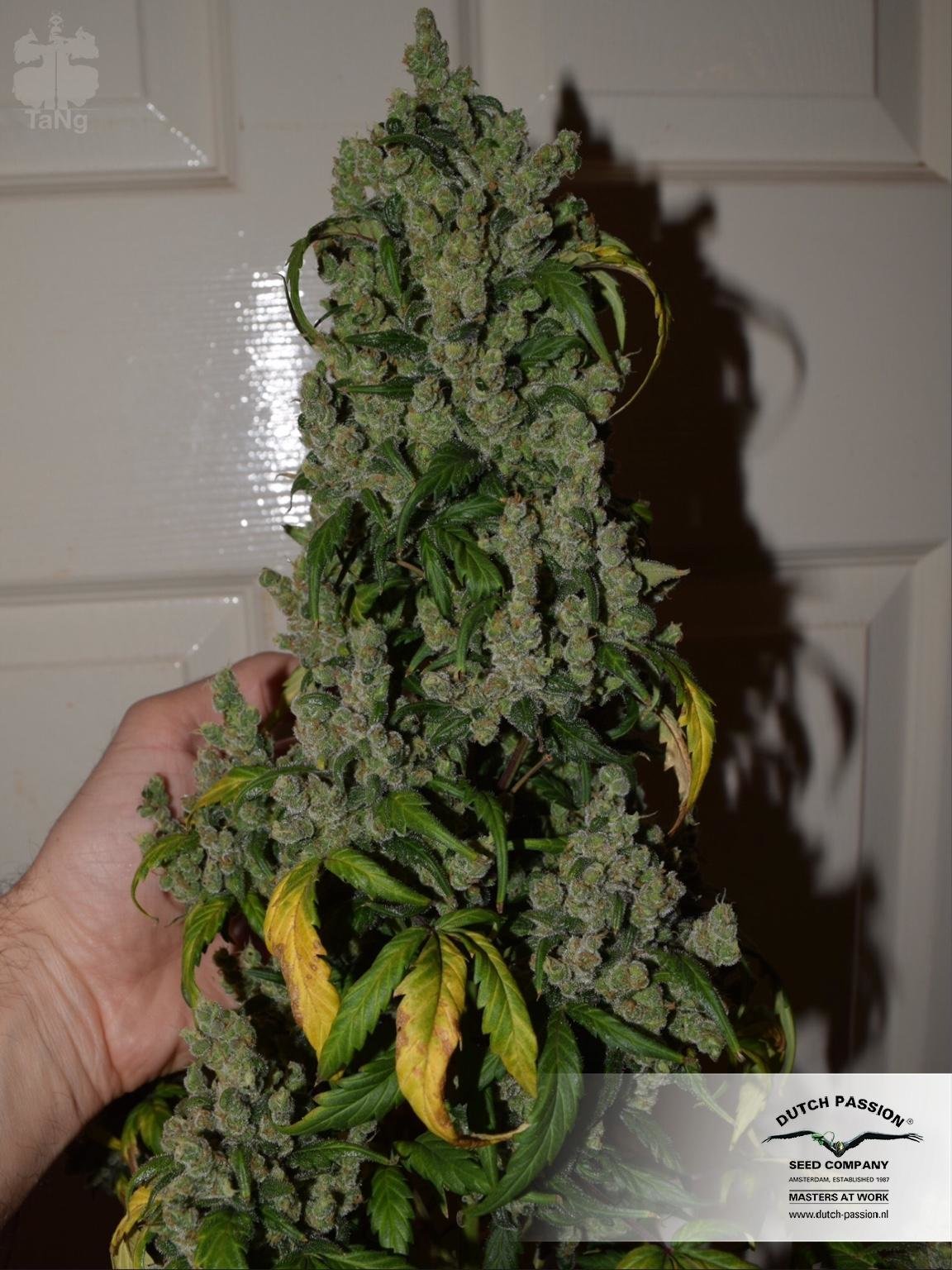 Dutch Passion - Auto Night Queen (auto/fem.)