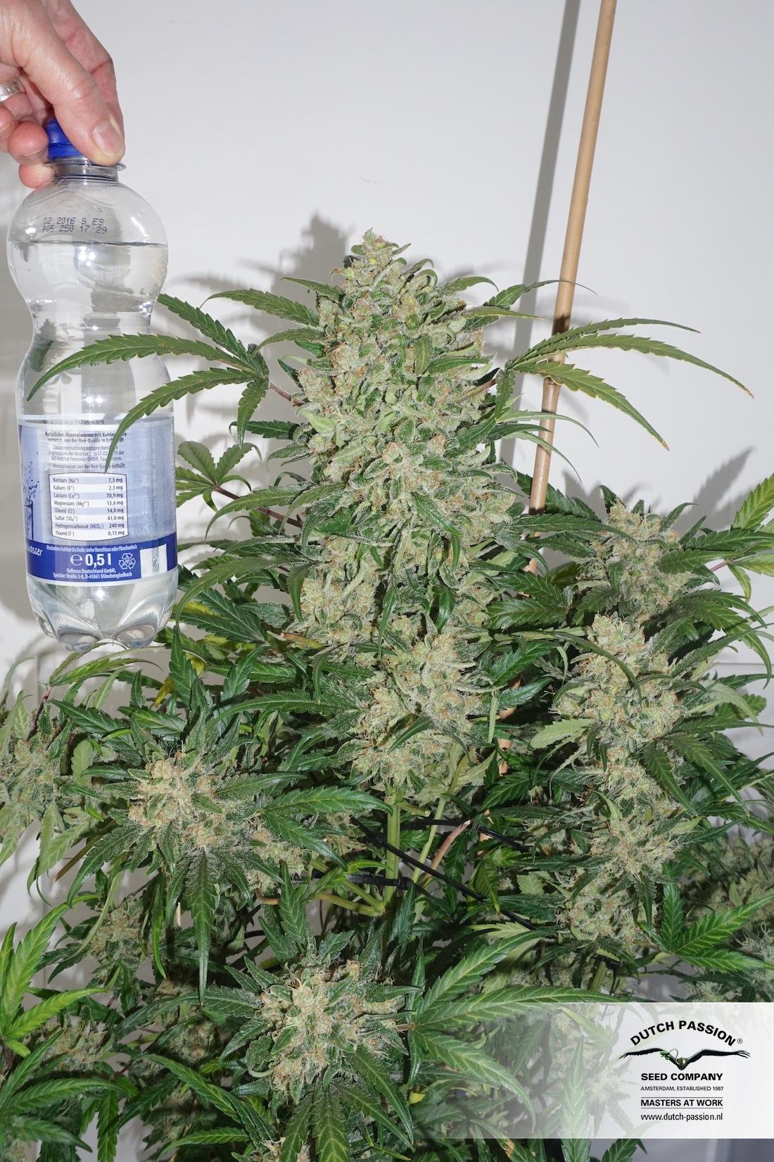 Dutch Passion - Auto Night Queen (auto/fem.)