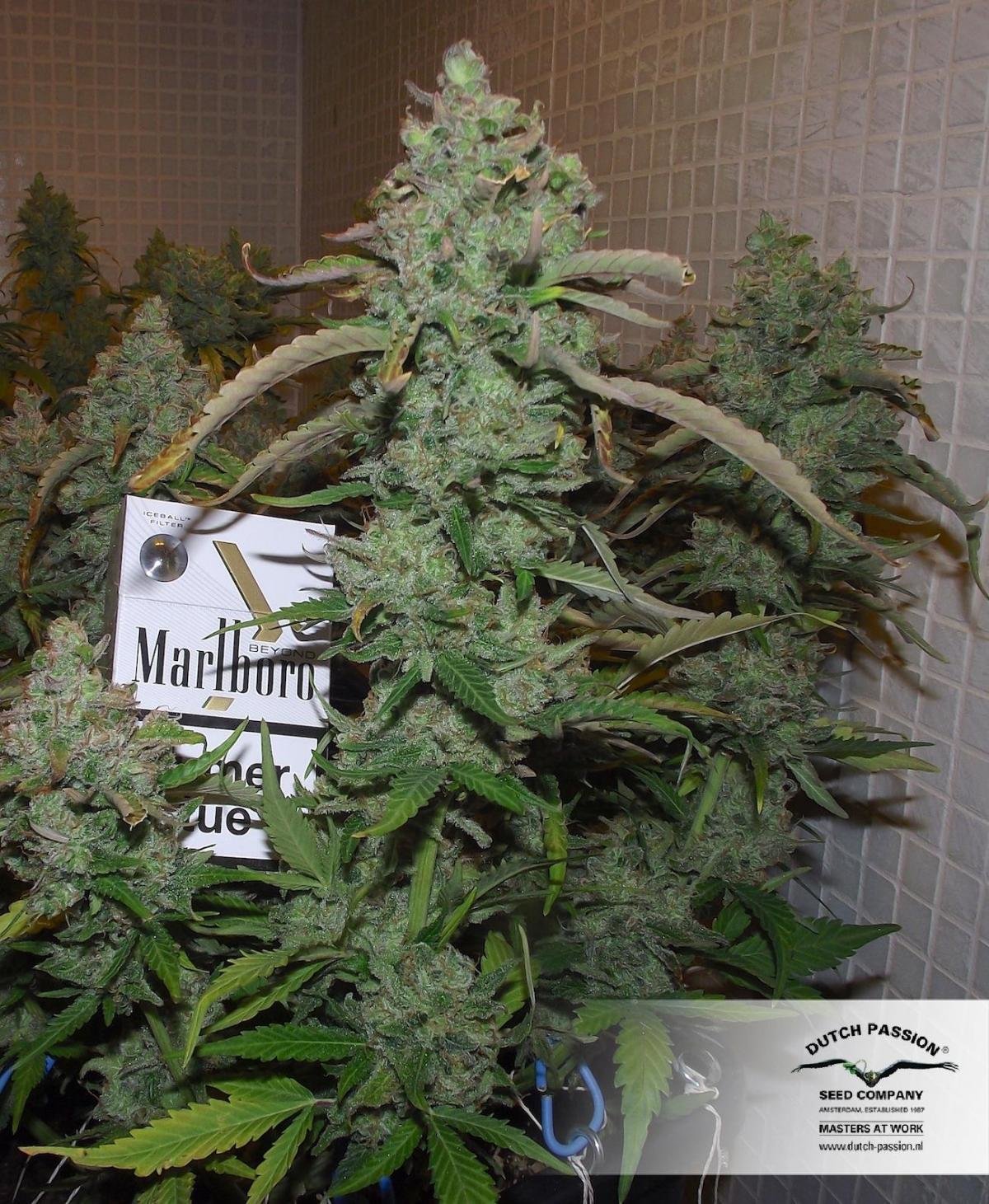 Dutch Passion - Auto Night Queen (auto/fem.)