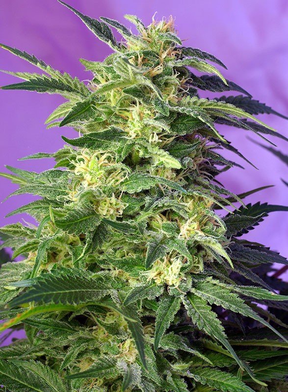 Sweet Seeds - Killer Kush Auto (auto/fem.)