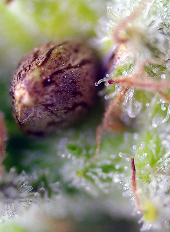 Sweet Seeds - Killer Kush Auto (auto/fem.)