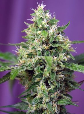 Sweet Seeds - Blow Mind Auto (auto/fem.) 03792