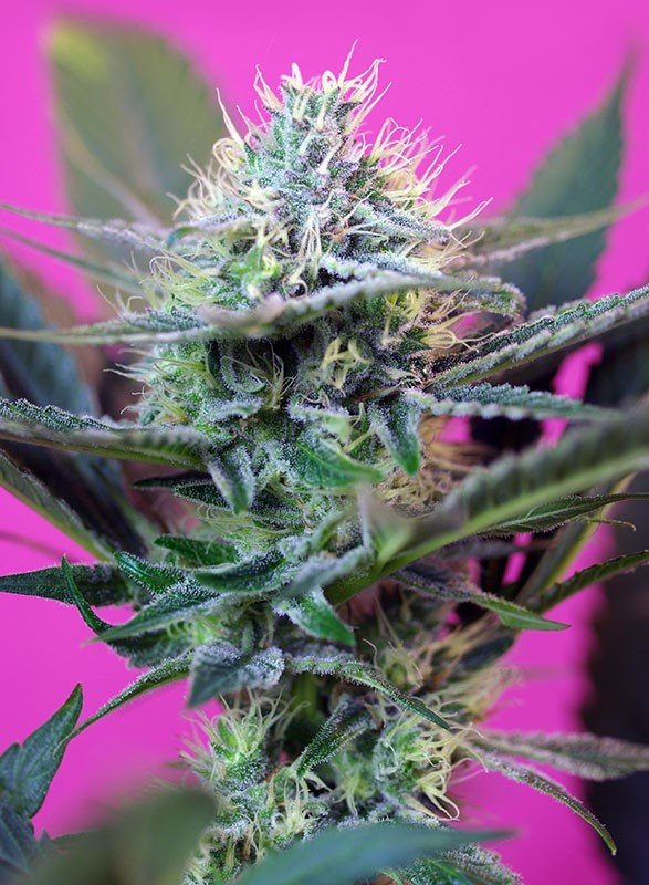Sweet Seeds - +Speed Auto (auto/fem.)