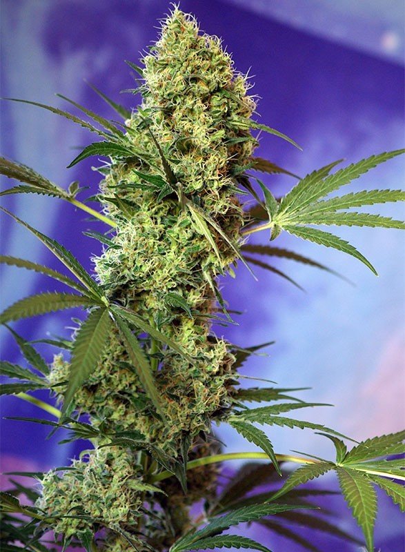 Sweet Seeds - Big Devil Auto (auto/fem.)