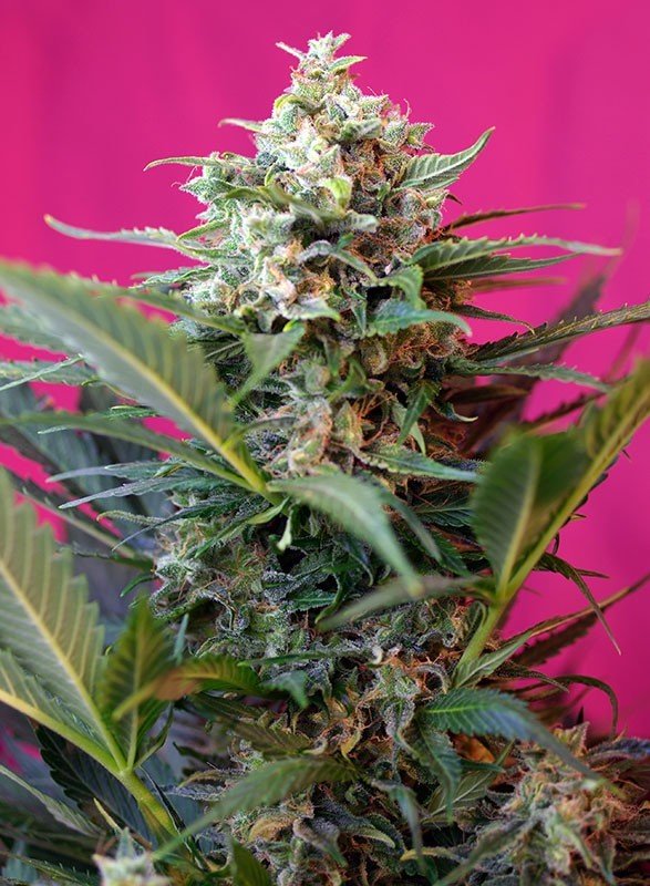 Sweet Seeds - Big Devil XL Auto ® (auto/fem.)