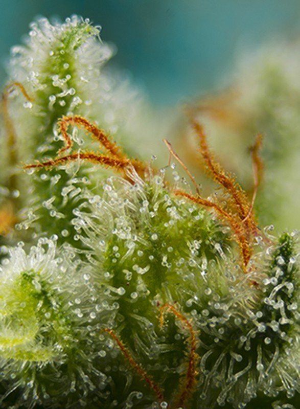 Sweet Seeds - Big Devil XL Auto ® (auto/fem.)