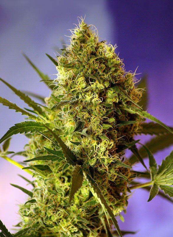 Sweet Seeds - Big Devil #2 Auto (auto/fem.)