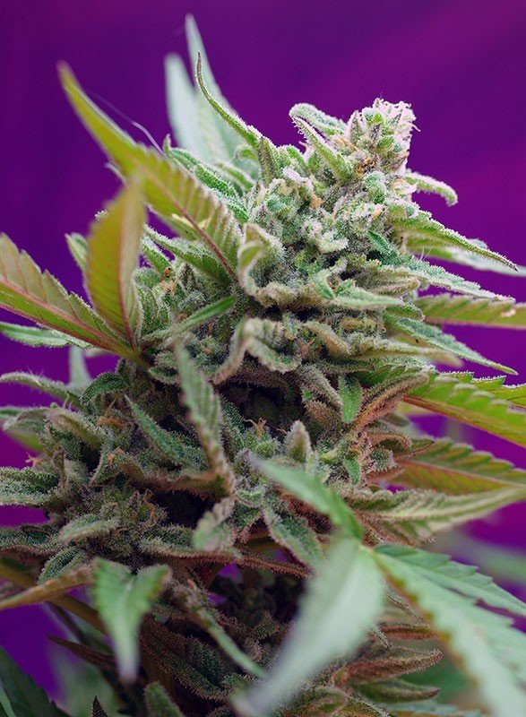 Sweet Seeds - Black Jack Auto (auto/fem.)