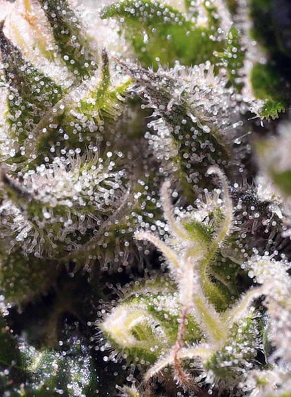 Sweet Seeds - Cream Caramel Auto (auto/fem.)