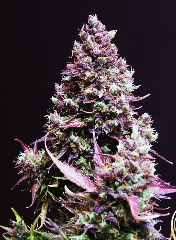 Sweet Seeds - Cream Caramel Auto (auto/fem.)
