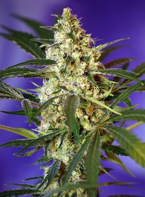 Sweet Seeds - Fast Bud Auto (auto/fem.) 02043