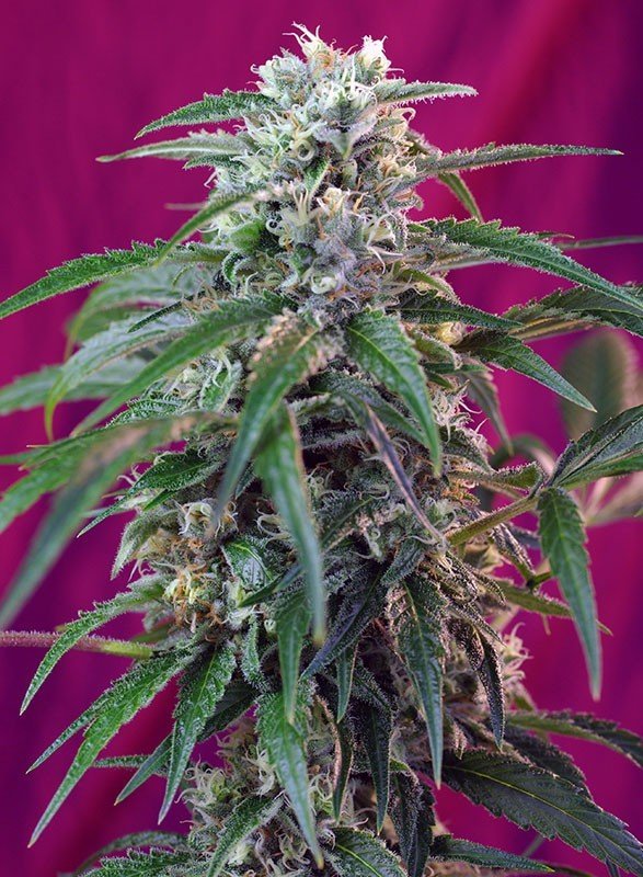 Sweet Seeds - Green Poison Auto (auto/fem.)