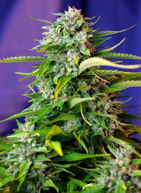 Sweet Seeds - Jack 47 Auto (auto/fem.)