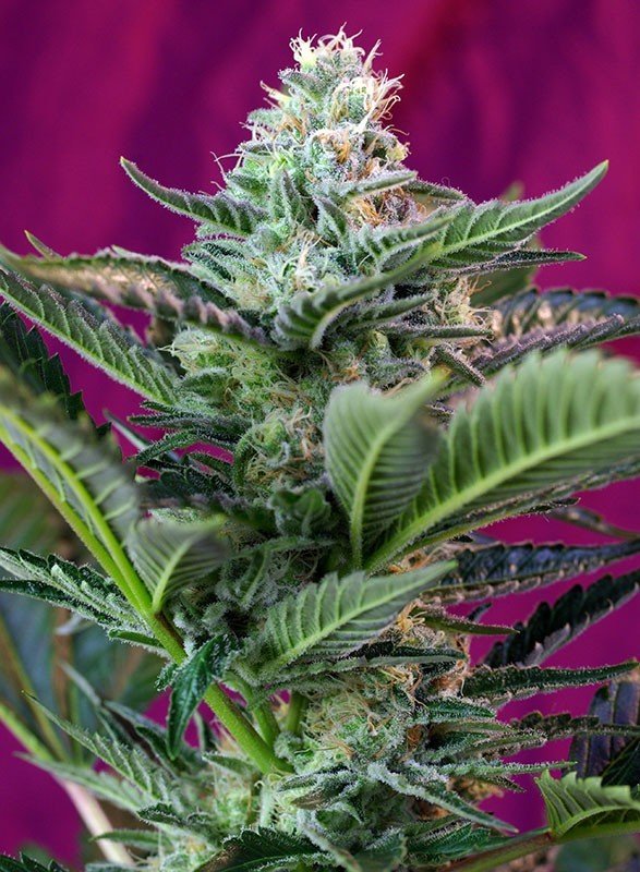 Sweet Seeds - Mohan Ram Auto (auto/fem.)