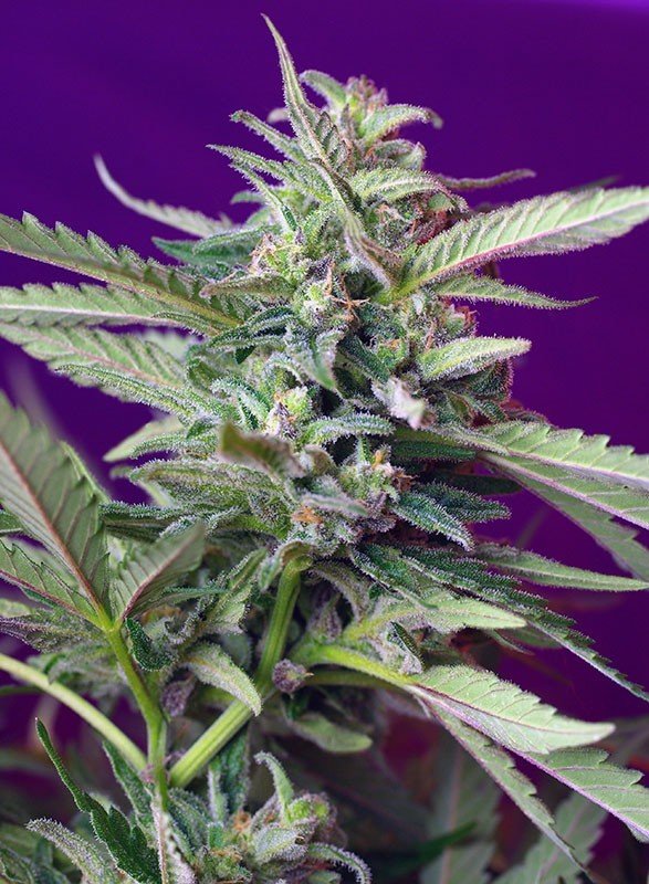 Sweet Seeds - S.A.D. Sweet Afgani Delicious Auto (auto/fem.)
