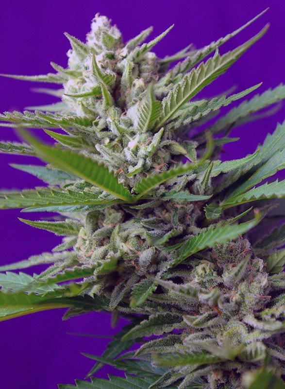 Sweet Seeds - Speed Devil Auto (auto/fem.)