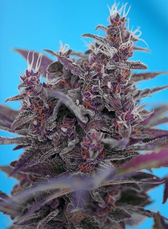 Sweet Seeds - Black Cream Auto (auto/fem.)
