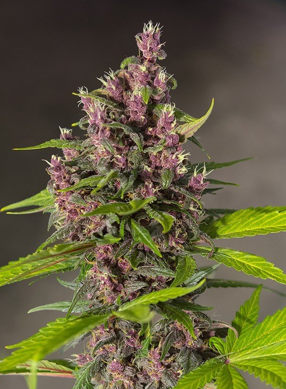 Sweet Seeds - Bloody Skunk Auto (auto/fem.)