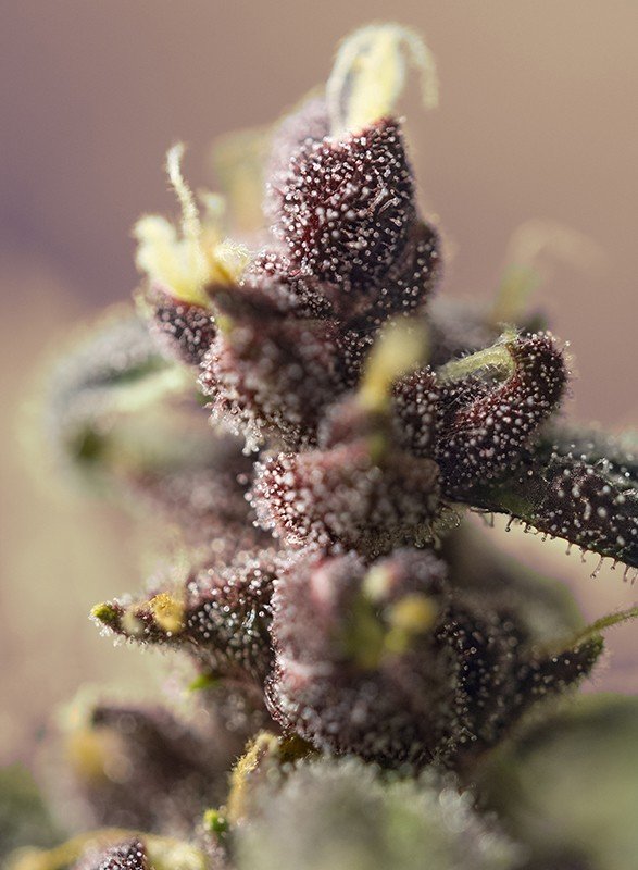 Sweet Seeds - Bloody Skunk Auto (auto/fem.)