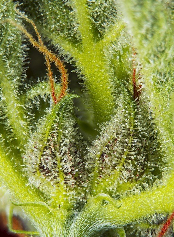 Sweet Seeds - Cream Mandarine XL Auto (auto/fem.)