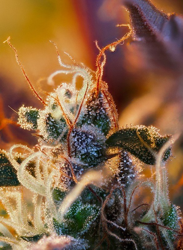 Sweet Seeds - Cream Mandarine XL Auto (auto/fem.)