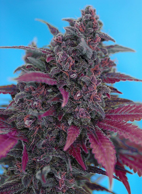 Sweet Seeds - Dark Devil Auto (auto/fem.)