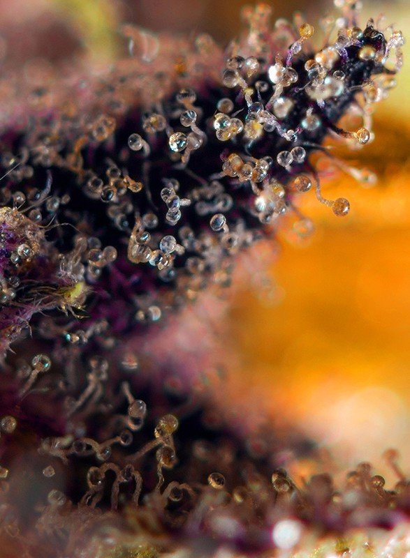 Sweet Seeds - Dark Devil Auto (auto/fem.)