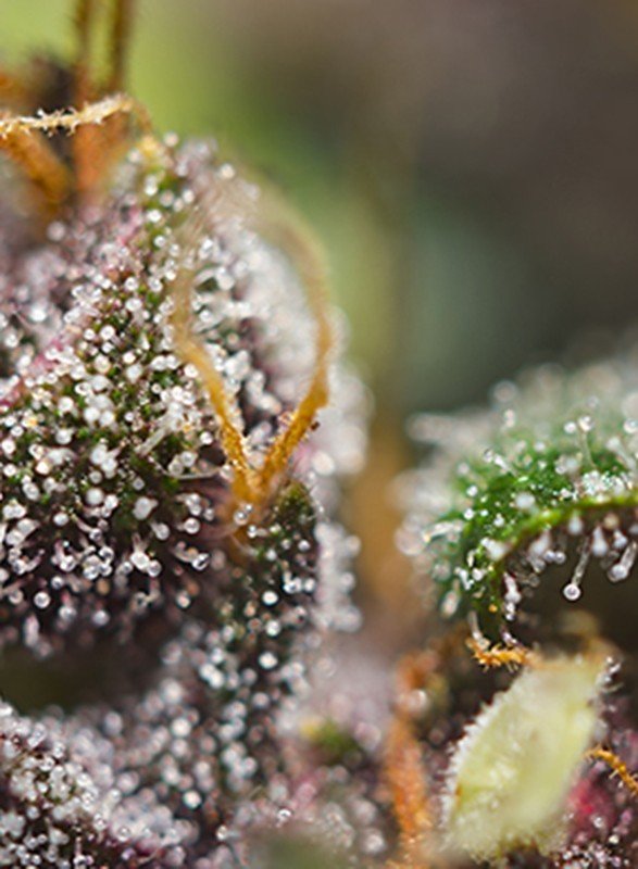 Sweet Seeds - Dark Devil Auto (auto/fem.)