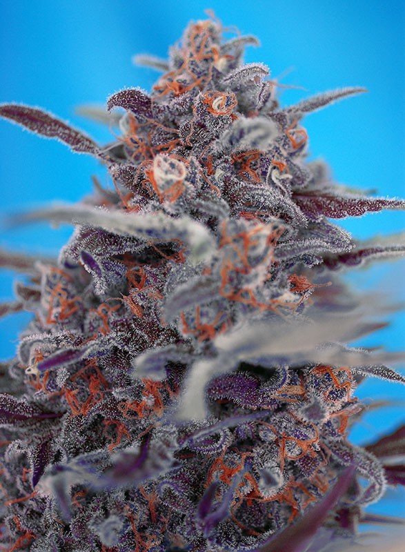 Sweet Seeds - Devil Cream Auto (auto/fem.)